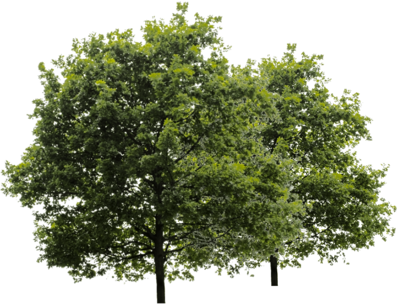 Trees representing unrestricted capital raised